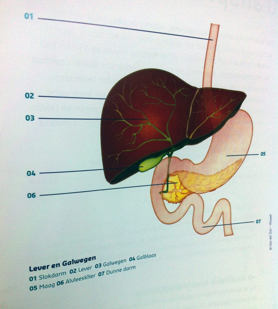 lever-anatomie